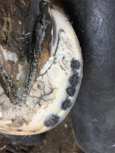 damaged hoof after use of traditional hoof nails